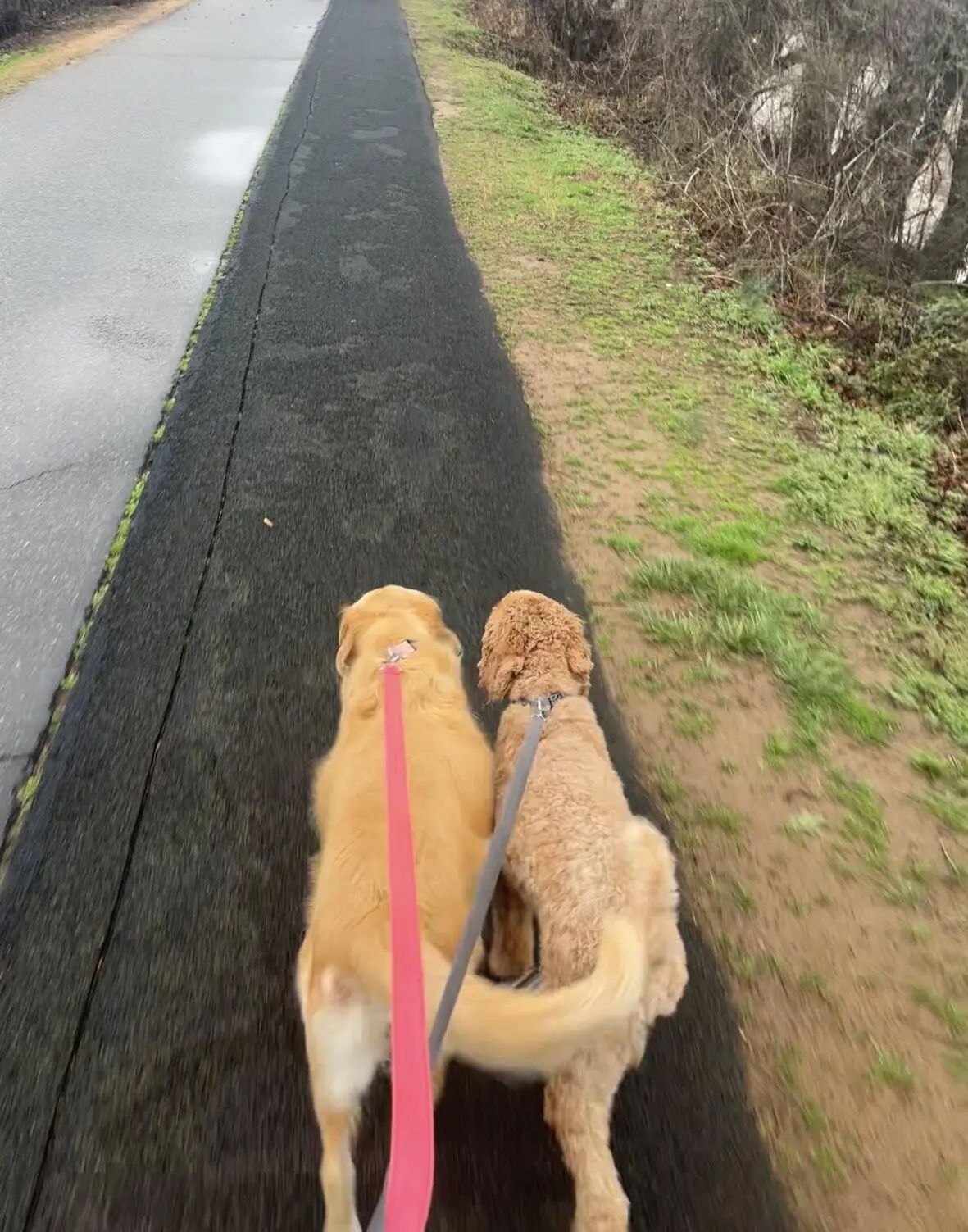 Two doodles trotting ahead on a leash along a walking trail