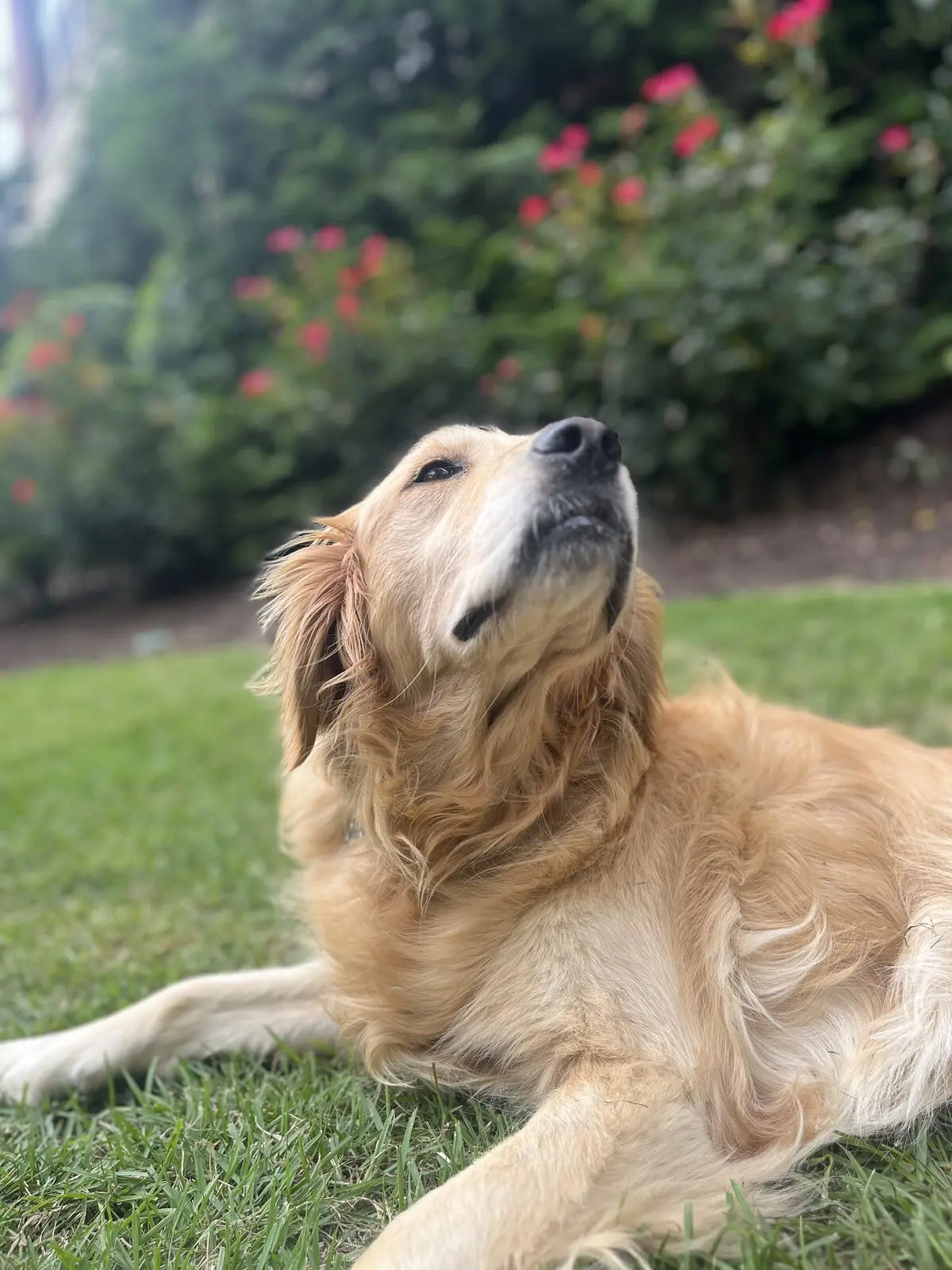 A golden retriever lying in the grass looking up