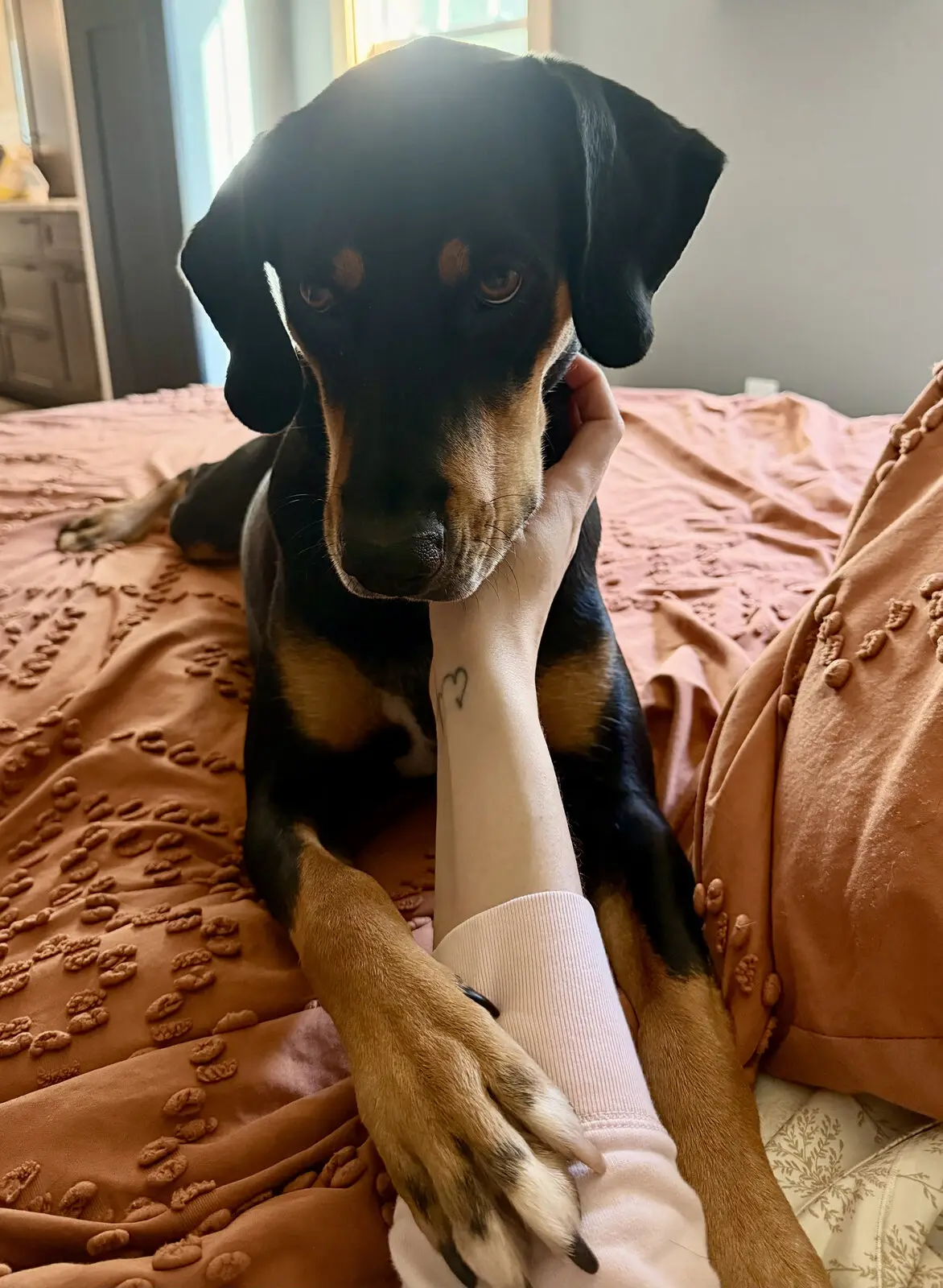 A black and tan puppy resting a paw on a hand